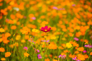 field of flowers