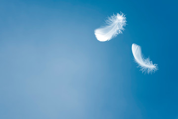 Soft white feather floating in the air