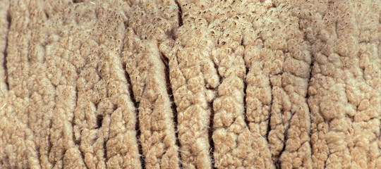 Close up to nature sheep's fluffy wool