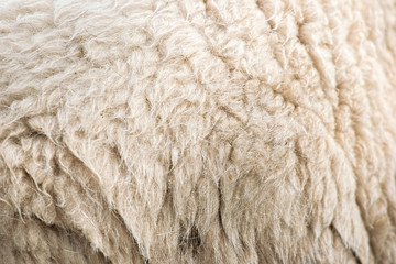 Close up to nature sheep's fluffy wool