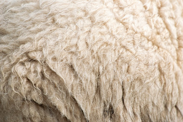 Close up to nature sheep's fluffy wool