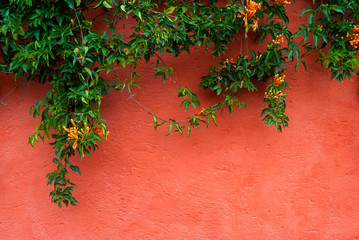 Flower called Trompeta branch hanging on exterior wall, Pyrostegia venusta