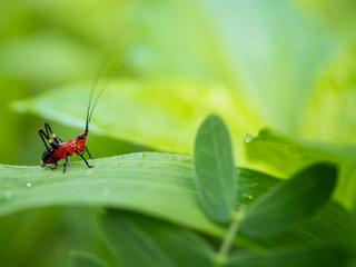 a little red grasshopper on grass in the morning