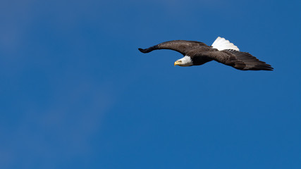 An American Bald Eagle in flight.
