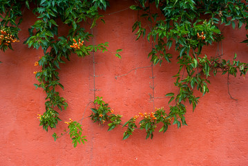Flower called Trompeta branch hanging on exterior wall, Pyrostegia venusta