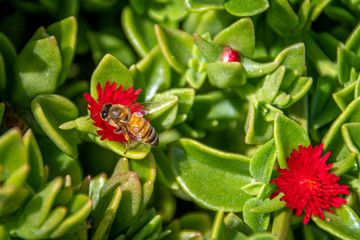 Honey Bee Pollinating the Ice Plant