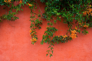 Flower called Trompeta branch hanging on exterior wall, Pyrostegia venusta