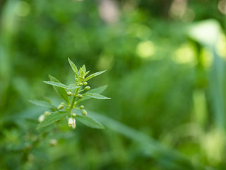 close up a green leaves on the morning
