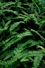 Fototapeta na wymiar Australian sword fern or Kimberley Queen Fern tropical green tree pine leaves in rainforest , hipster and minimal house plant air purifier .