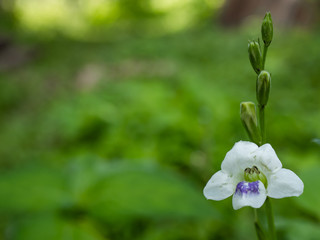 close up a purple flower in the morning