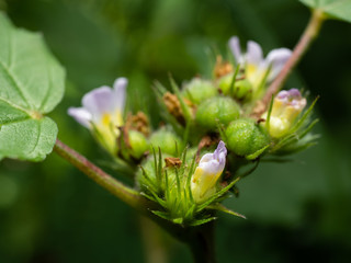 close up a purple flower in the morning