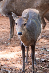 Deer are beautiful animals