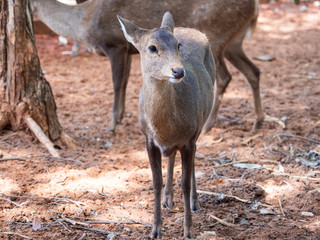 Deer are beautiful animals