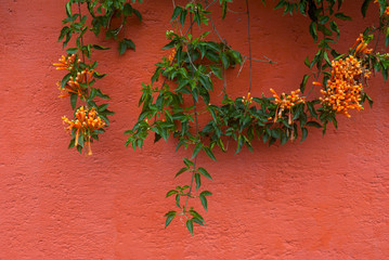 Flower called Trompeta branch hanging on exterior wall, Pyrostegia venusta