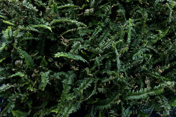 boston fern green houseplant .