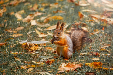 Naklejka na ściany i meble a squirrel in the forest found a nut and nibbles, a squirrel makes reserves for the winter, autumn time, fallen leaves
