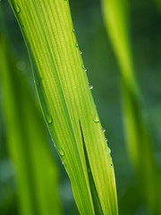dew on a green grass in the morning