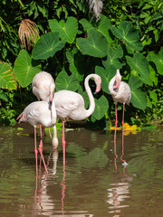 Flamingo is the most beautiful in the world