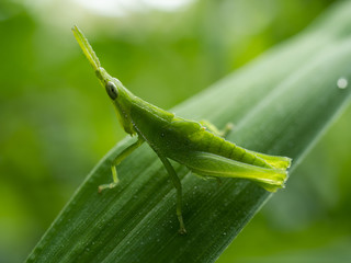 grasshopper on grass in the morning