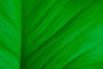 close up of green leaf texture
