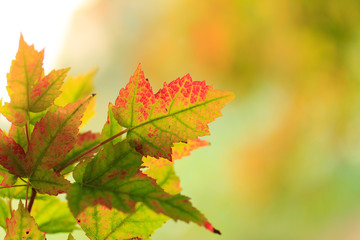closeup view of autumnal colours leaf on colorful bokeh background
