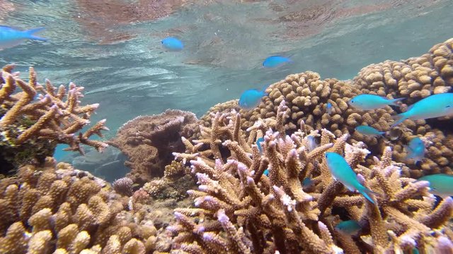 Underwater view of blue fish amongst the Coral in Samoa	