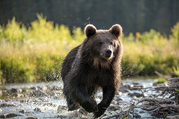 Obraz na płótnie Canvas Grizzly Bear Running Through Stream