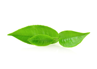green tea leaf isolated on white background