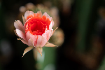 Fototapeta premium Coral red or orange cactus flower blooming in macro shot selective focus.