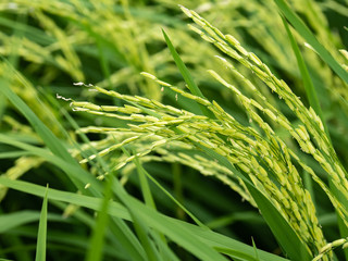 Rice is an economic crop of Thailand
