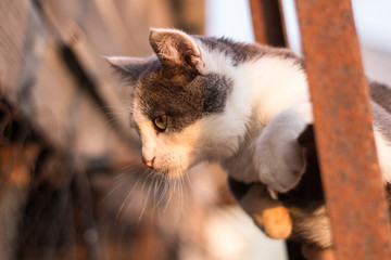 Spotted kitten on the stairs in the fence