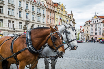 Obraz na płótnie Canvas A cart with a pair of brown and white horses on Old Town Square in Prague, Czech.