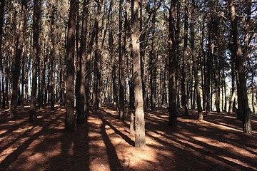 view of the trees inside a pine forest in autumn