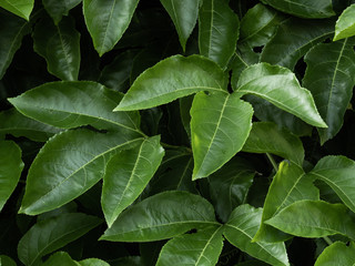 the green leaves in the morning