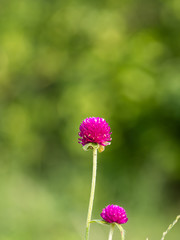 the purple flower is a beautiful from nature
