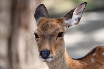 portrait of a deer