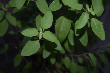 Holy basil on the garden