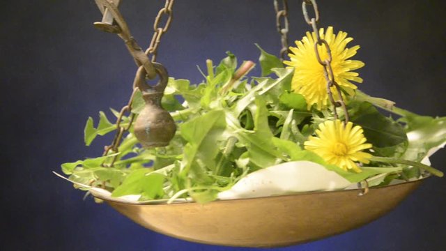 Taraxacum officinale