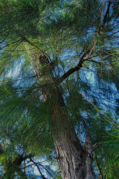 Forest Pine Tree Closeup