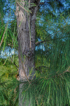 Forest Pine Tree Closeup