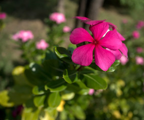 Flower multi color in Garden 