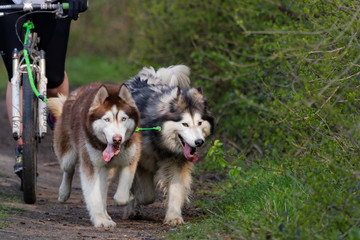 Chien de traîneau en course