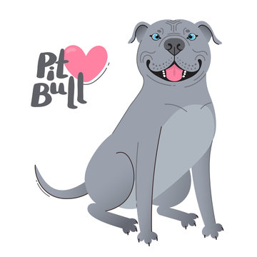 Blue gray pit bull terrier. Happy pitbull. Vector illustration