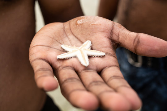 Dead small star fish in hand