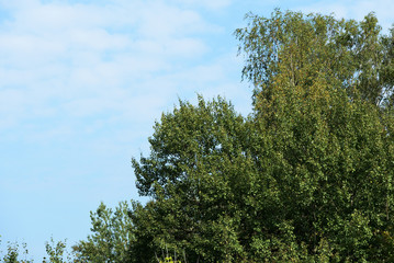 Crowns of trees against a cloudy sky on a bright autumn day. Natural background