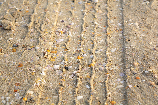 Tire mark with sea shells of patrol