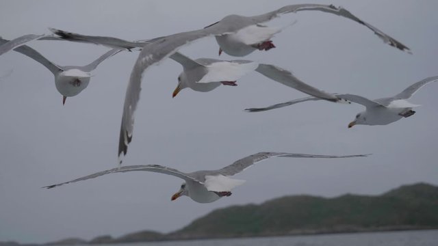 Group of seagulls flying next to each other