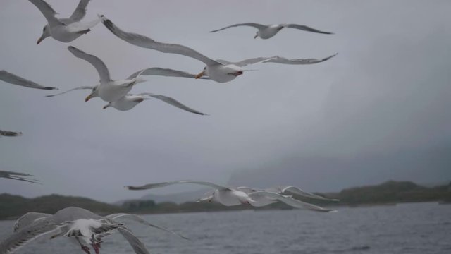 Group of Seagulls flying in a pack