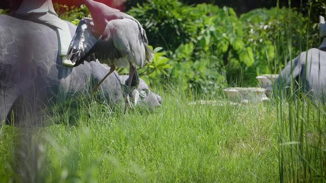 Sarus crane in the garden
