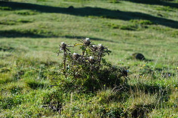 Silber Distel am frühen Morgen auf einer Alpenwiese